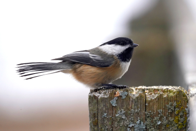 Chickadee