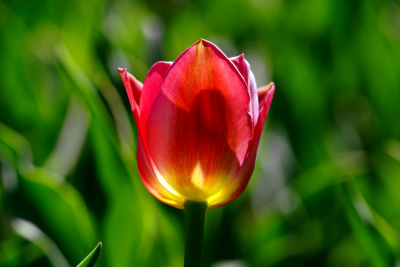 Tulip